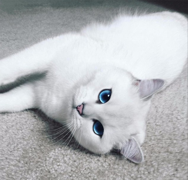 喜欢猫星人的你会对它爱不释手,拥有冰蓝色大眼睛的coby自从去年有自己的账号,可是俘获几十万人的心。现在,装修保障网小编就给大家带来coby千姿百态的图片吧。 虽说喵星人是一种非常傲娇的生物,经常对主人爱答不理的,人们仍然非常喜欢它们美丽可爱的样子。据《每日邮报》23日报道,一只英国短毛猫因为它清澈的大眼睛和萌萌哒神态俘获了一众外国网友的心。(独家稿件,不得转载。更多精彩内容,请关注腾讯新闻国际频道微信公众号糖醋国际。) 这只美喵名叫Coby,被外国网友称赞有最漂亮的眼睛。自从去年7