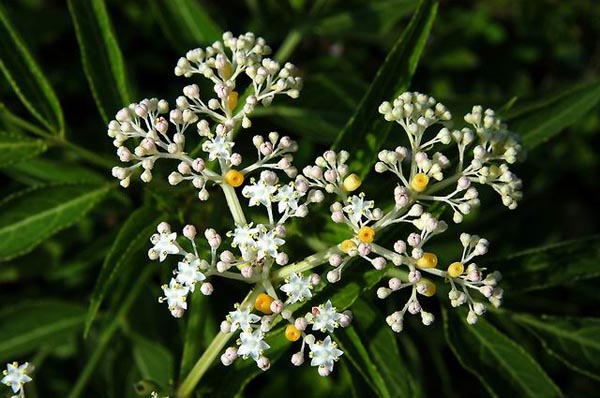 【七叶莲】七叶莲养殖方法_七叶莲功效与作用