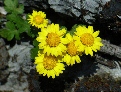 黄菊花的作用与功效及食用方法 黄菊花的食用