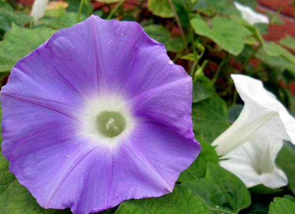 牵牛花代表什么意思_牵牛花花语_牵牛花品种颜色图片