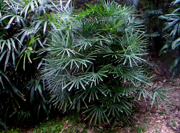 棕竹品种有哪些_棕竹品种图片大全_棕竹繁殖方法