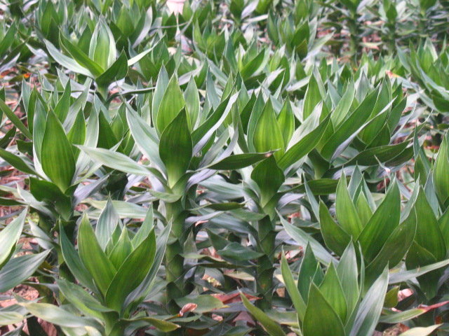 观音竹怎么养殖 观音竹的养殖方法和注意事项