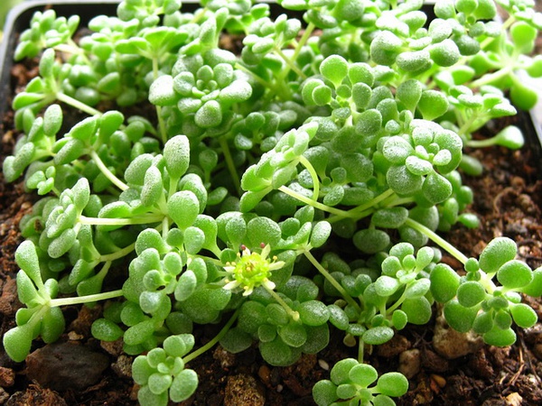 魔南景天属于小型多肉植物,小巧可爱非常适合家居养殖.