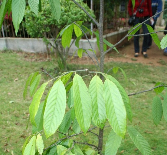 箭毒木果实吃了会怎么样?见血封喉的剧毒植物