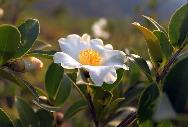 油茶树亩产量多少?油茶树价格表