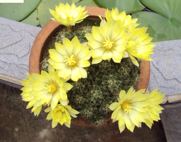 松霞仙人球怎么养 松霞和金星的区别