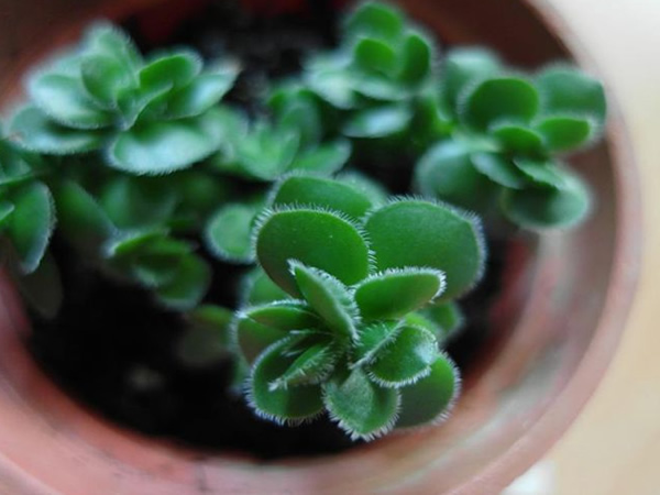多肉植物大卫怎么养 多肉植物大卫养护经验
