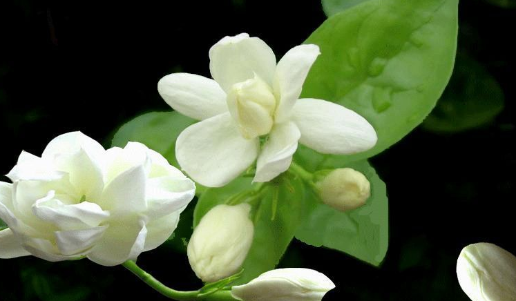 茉莉花的功效作用有哪些 茉莉花茶的功效
