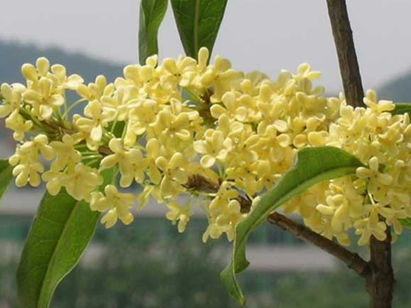 一,桂花树的生长习性