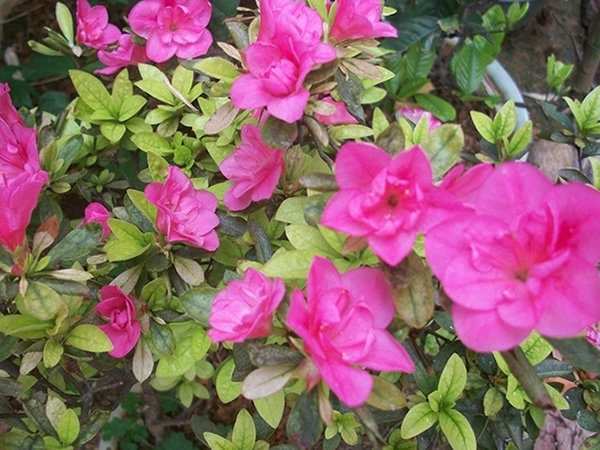 杜鹃花有毒吗 杜鹃花的特点有哪些