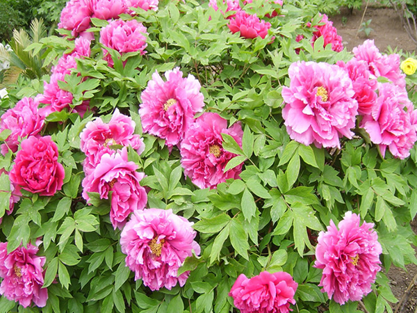 牡丹花种植技术 牡丹花管理养护经验