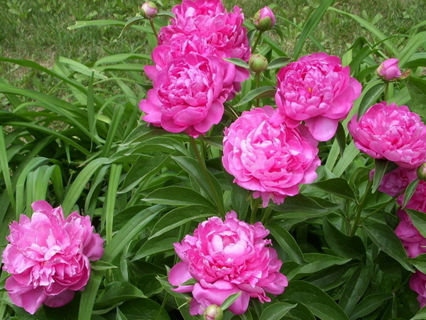 牡丹花种植技术 牡丹花管理养护经验