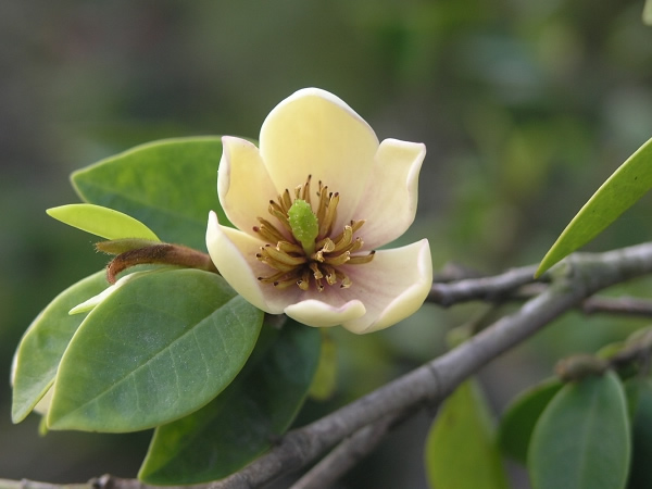 【含笑花花语】含笑花花语是什么 含笑花的传说