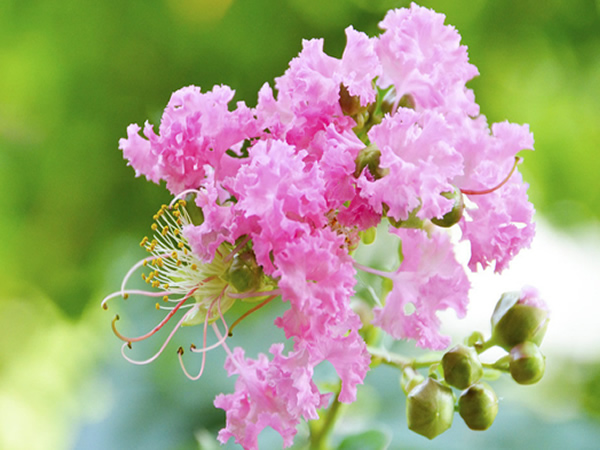 紫薇花怎么种植 盆栽紫薇花养殖方法