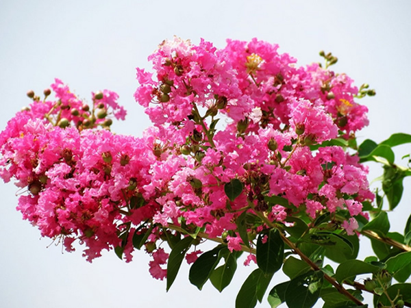 ޱʲô ޱＰͼƬ