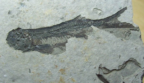 【图】鱼化石是如何形成的?鱼化石价值