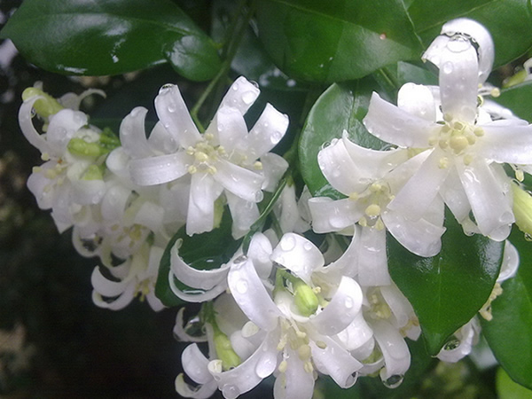 九里香什么时候开花 九里香怎么养才开花