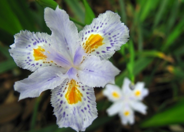 白花鸢尾的养殖注意 白花鸢尾的花语