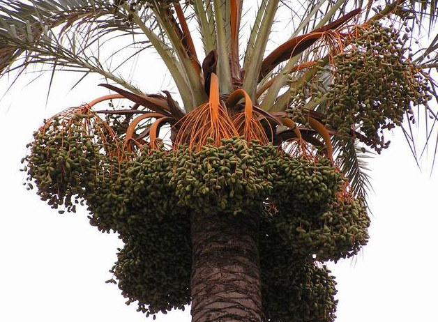棕榈树品种较繁多,有上千个种类,棕榈树叶像扇形.