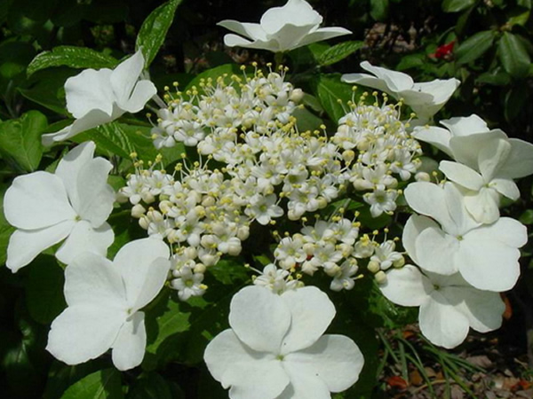 琼花什么时候开花 琼花花语是什么