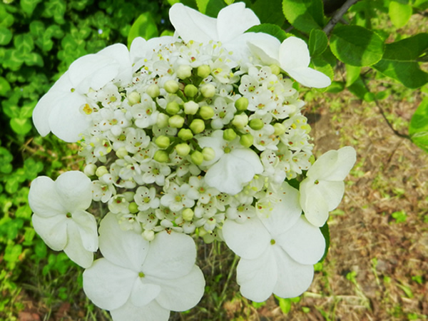 琼花什么时候开花 琼花花语是什么
