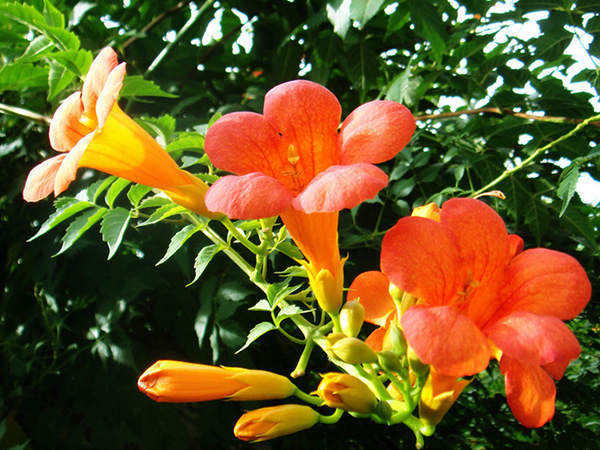 凌霄花的功效与作用有哪些 凌霄花功效与作用及食用方法