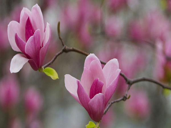 紫玉兰花语是什么 紫玉兰花期一般多久