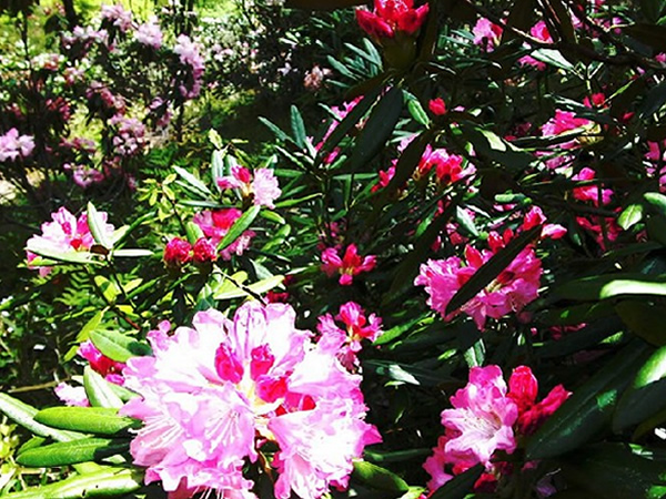 石楠花花语是什么 石楠花花语大全