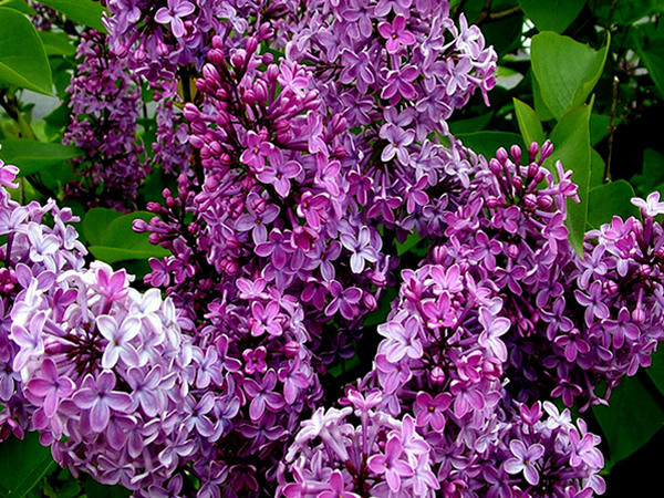 丁香花花语是什么 丁香花花语和传说