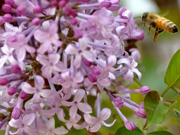 丁香花什么时候开 丁香花开花图片-装修保障网