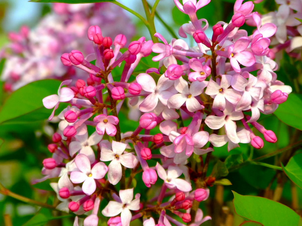 丁香花什么时候开 丁香花开花图片-装修保障网