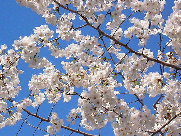 樱花的花语及传说 樱花的象征意义