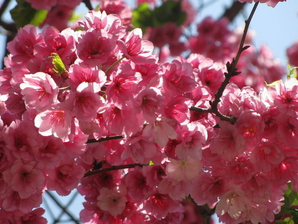 樱花怎么种植 樱花种子栽培方法