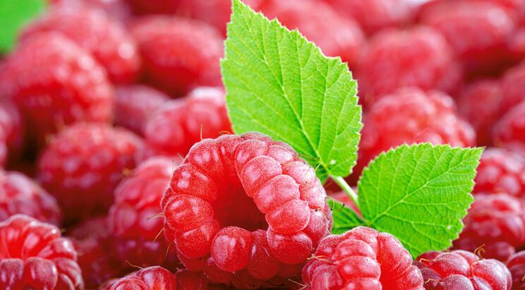 红莓种植方法 红莓的功效与作用