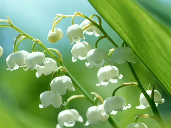 铃兰花花期是什么时候 铃兰花花期有多长