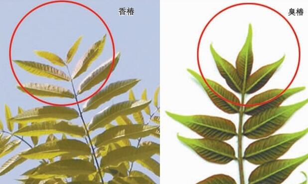 臭椿(Ailanthus altissima)苦木科臭椿属落叶乔木,树皮灰色至灰黑色,原名樗(ch),又名椿树和木砻树,因叶基部腺点发散臭味而得名。那么臭椿能吃吗?臭椿价格贵吗?臭椿和香椿的区别? 臭椿能吃吗 臭椿会散发臭味,所以它的叶子上就有一种难闻的气味,有的人闻了还会觉得恶心头疼。它的叶子是连家畜都是不爱吃的,何况人呢?