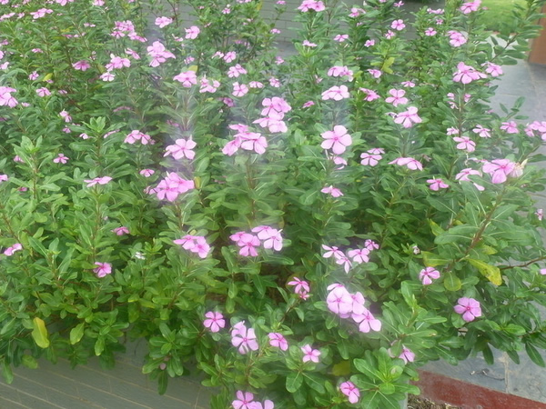长春花花语是什么 长春花花语及作用分享