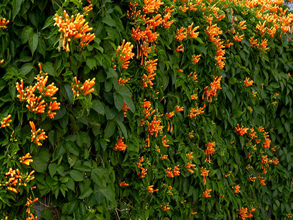 炮仗花花语是什么 炮仗花花语和花期解析