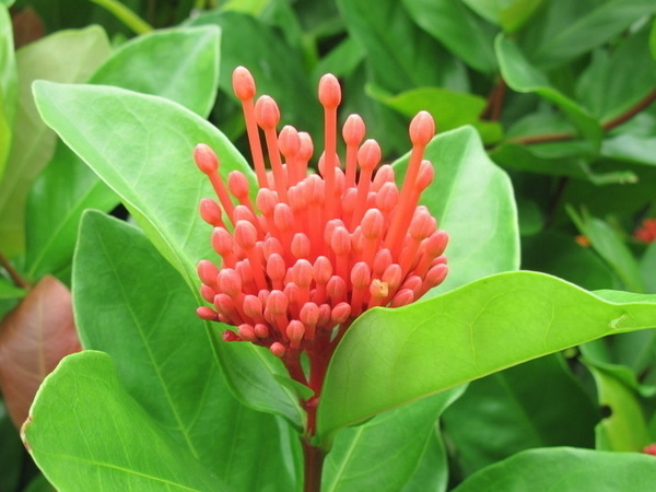 龙船花花语是什么 龙船花花语及传说