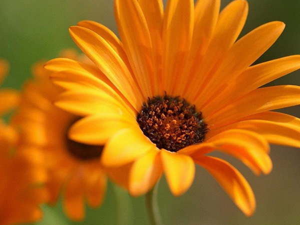 非洲菊花语是什么 非洲菊花语及传说