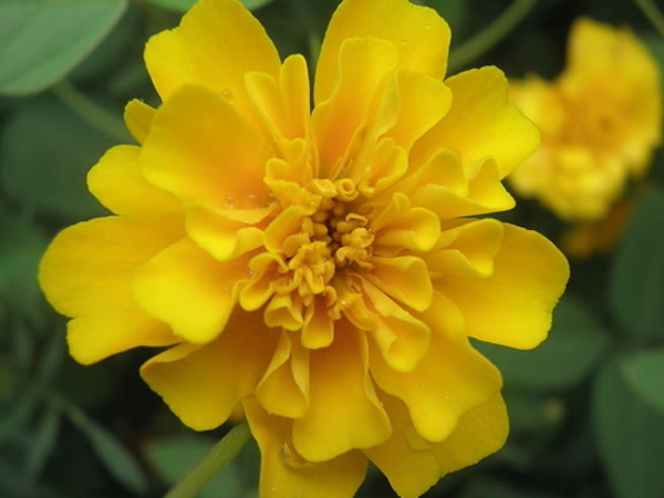 万寿菊花语是什么 万寿菊花语大全