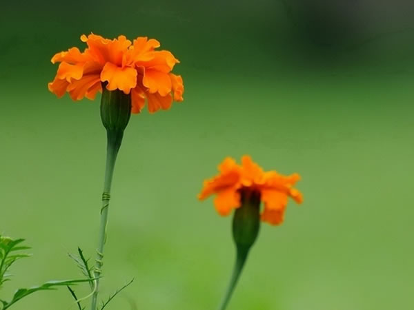 万寿菊花语是什么 万寿菊花语大全