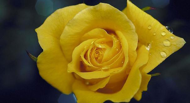 一朵玫瑰花代表什么 玫瑰花价格_装修保障网-