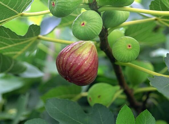 无花果树怎么种植和栽培?无花果树几年结果 _