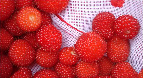 野草莓能吃吗 野草莓的功效和作用