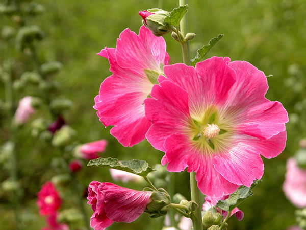 蜀葵花盘硕大,颜色十分艳丽,花瓣多呈粉色或枚红色,一般花期在6至