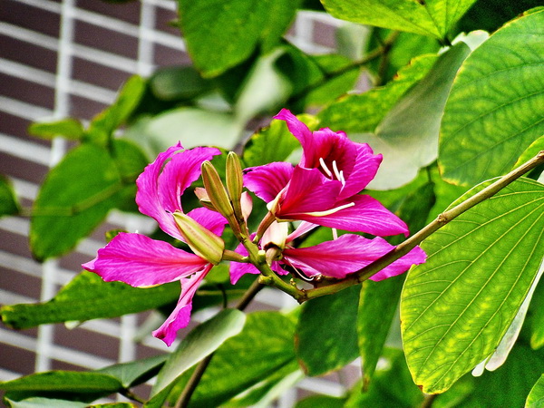 羊蹄甲花语是什么 羊蹄甲花语及传说