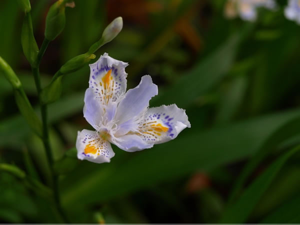 蝴蝶花养殖方法 蝴蝶花繁殖注意事项