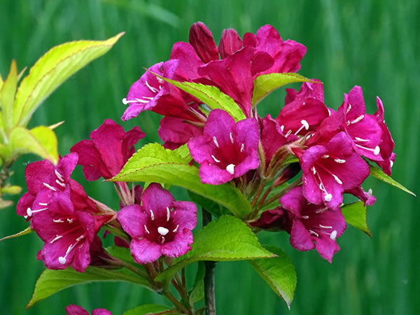 锦带花品种有哪些 锦带花花语及作用介绍