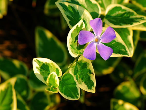 花叶蔓长春有毒吗 花叶蔓长春花期及花语